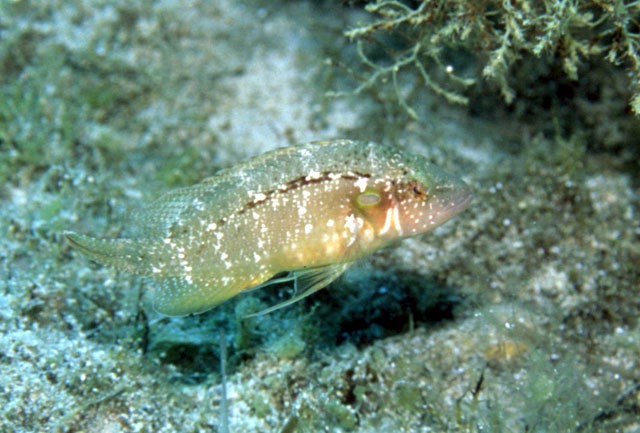  Pteragogus pelycus (Sideburn Wrasse)